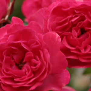 Szkółka róż - róże okrywowe - czerwony  - Rosa  Fairy Rouge - róża z dyskretnym zapachem - Ralph S. Moore - Z kiściastymi, bogatymi kwiatami o żywych kolorach świetnie nadaje się do ozdoby, pokrycia większych powierzchni.